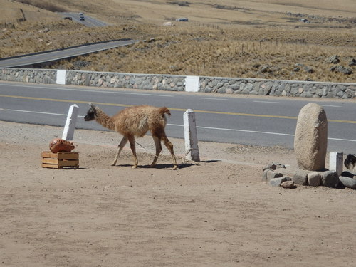 The proprietors have eye catching Lamas tethered to road side markers.
